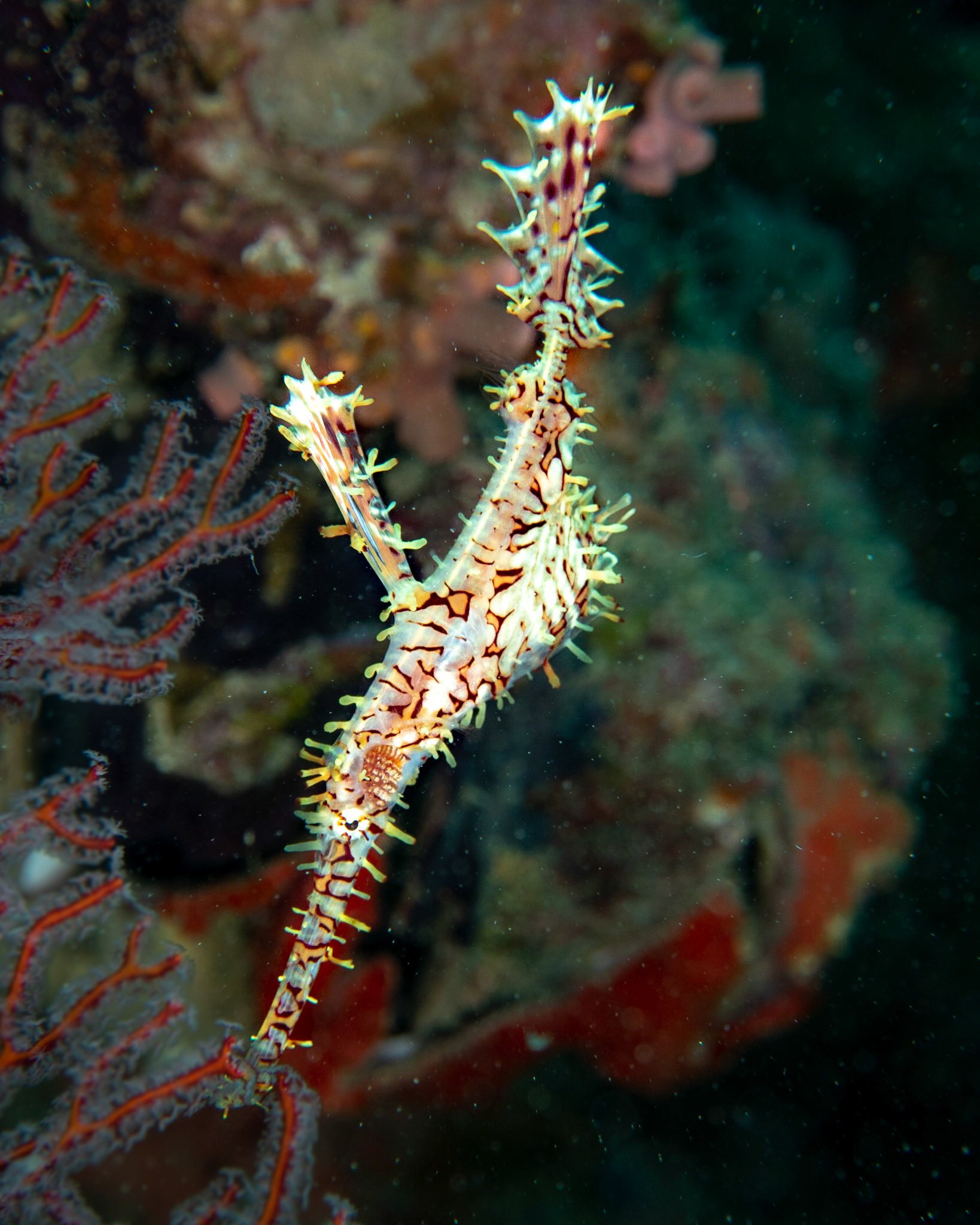 Ghost pipe fish