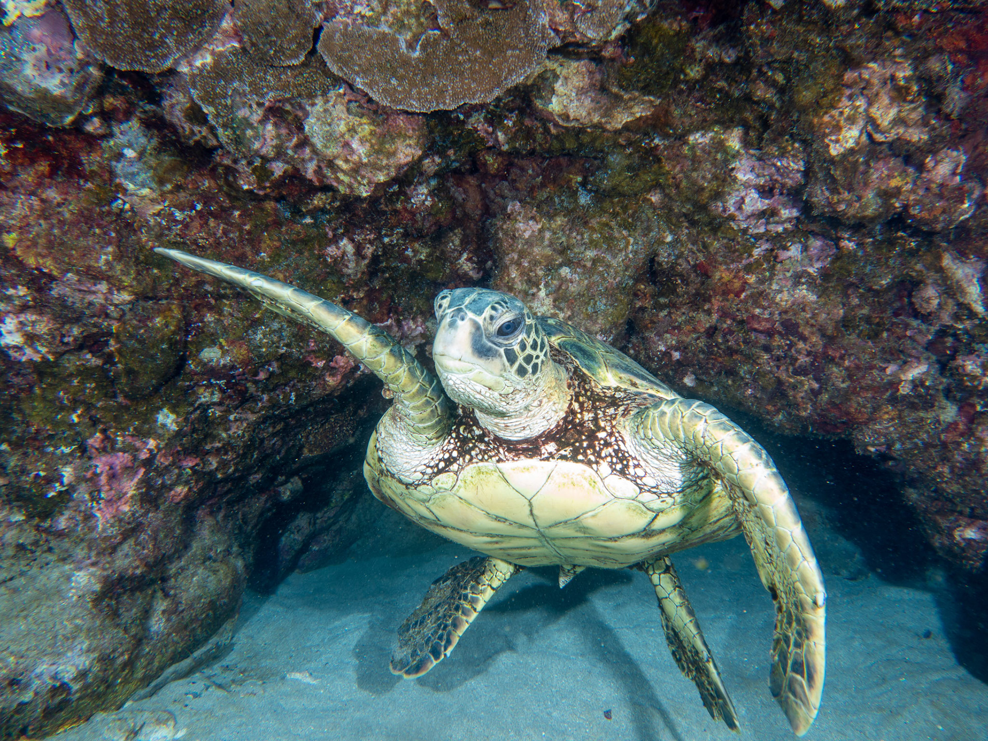 Green sea turtle