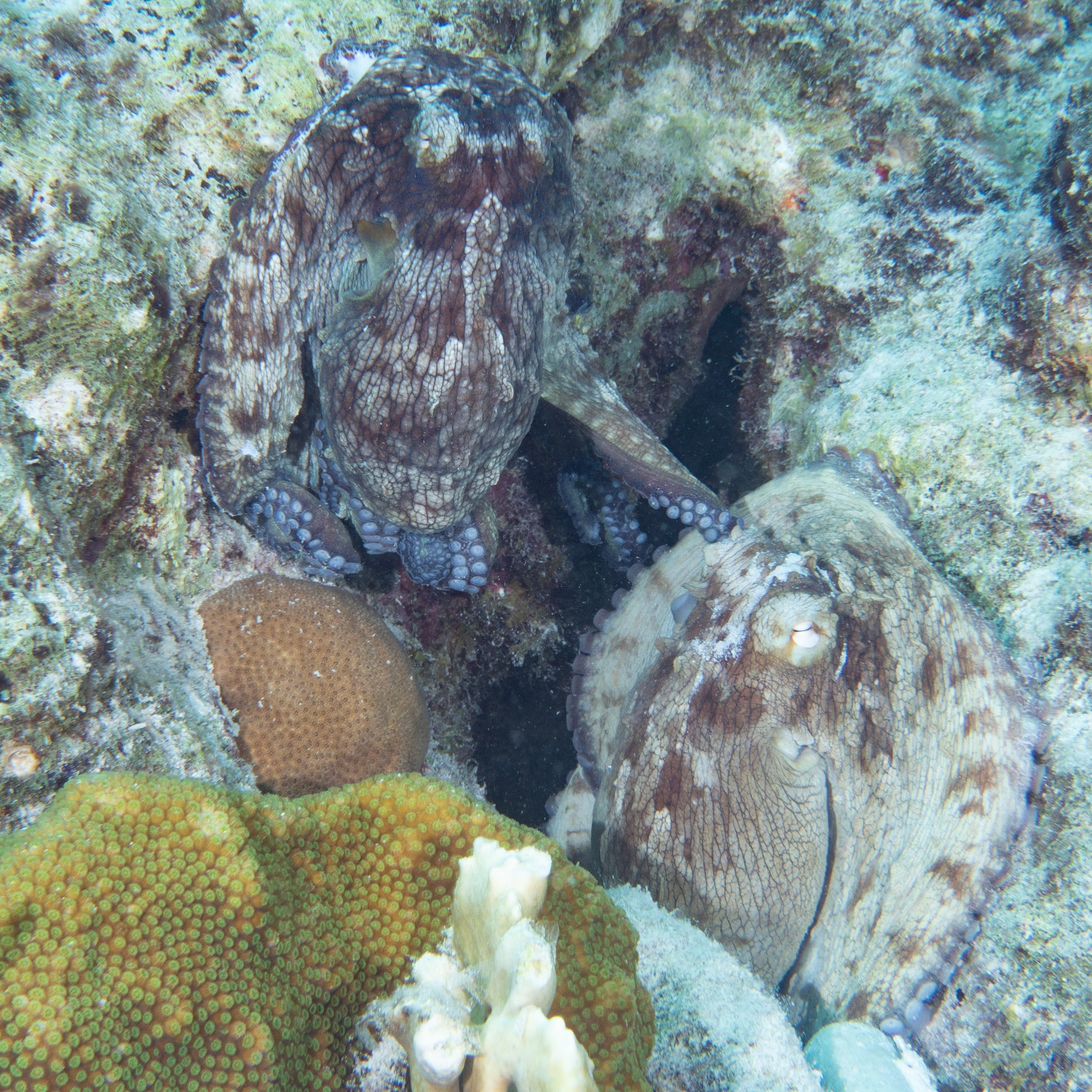 Two Atlantic reef octopus playing