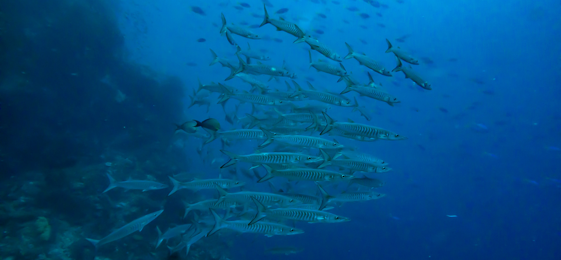 Barracudas