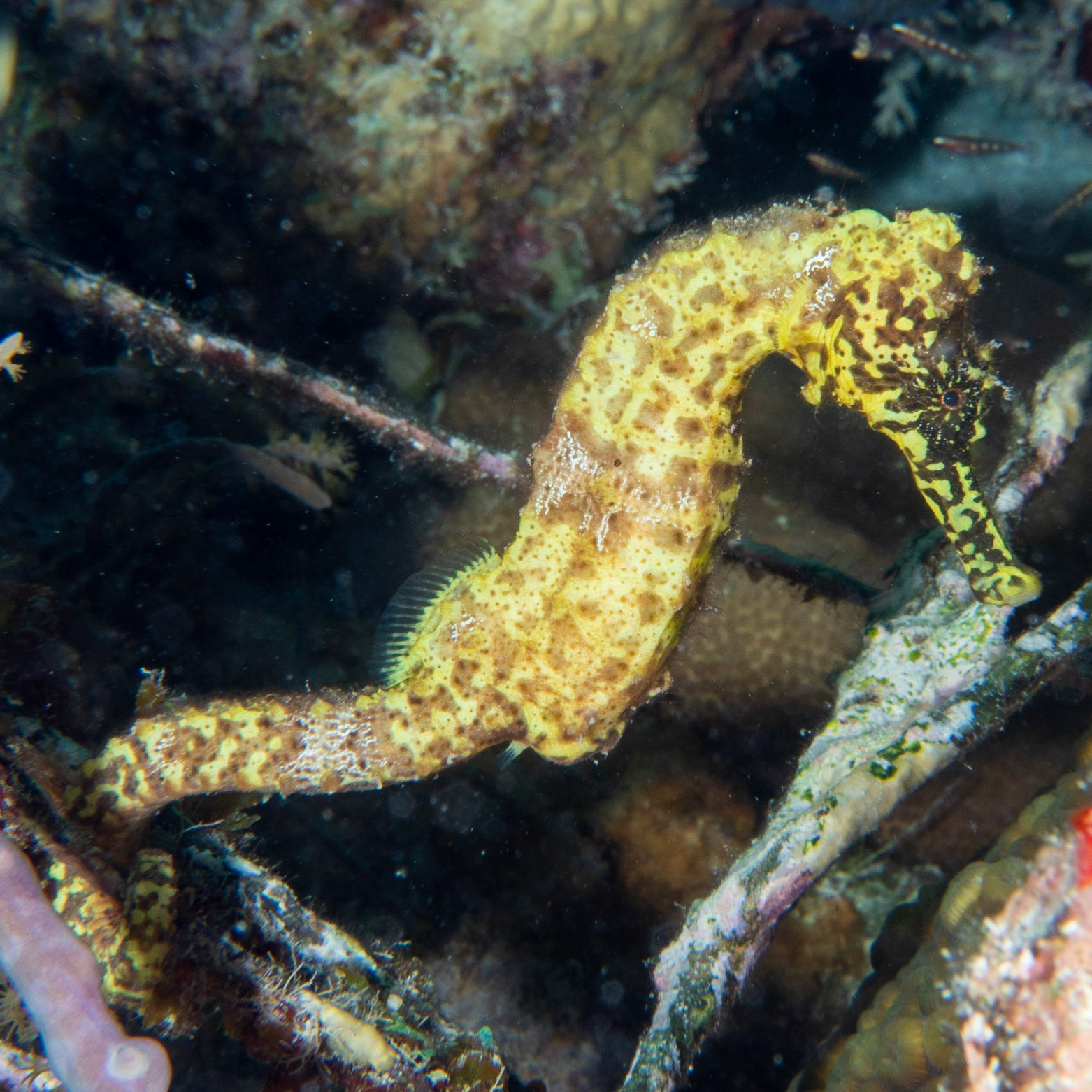Yellow sea horse
