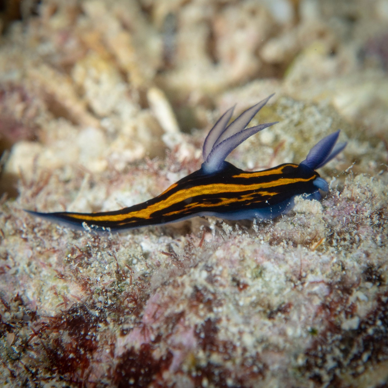 Nudibranch