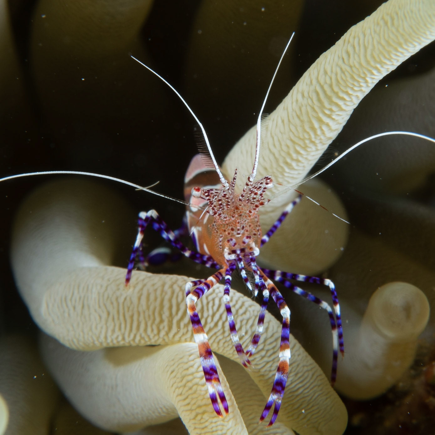 Spotted cleaner shrimp