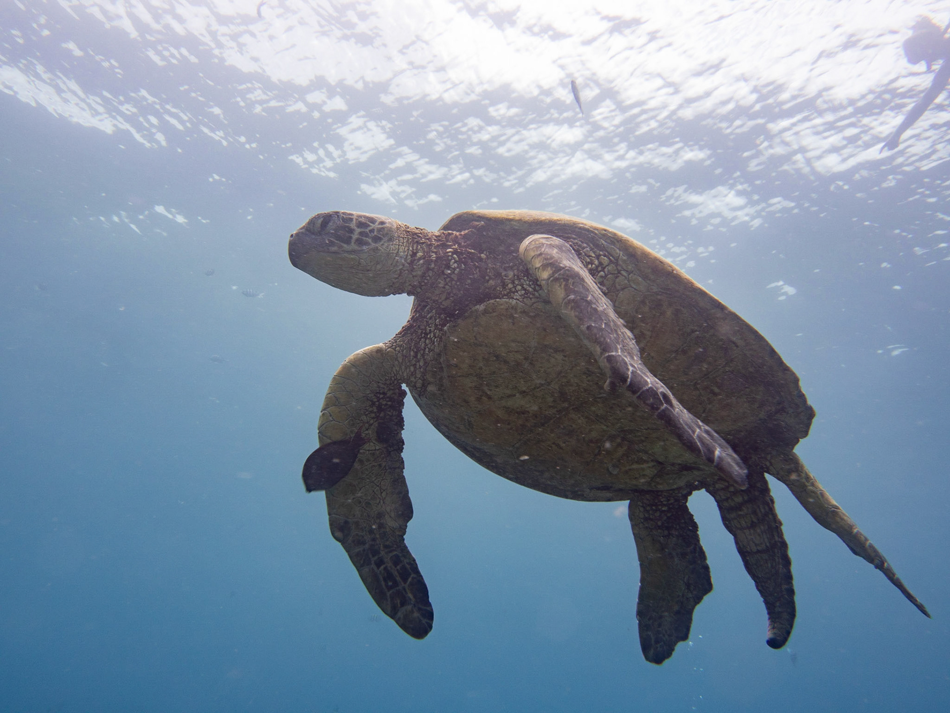 green sea turtle
