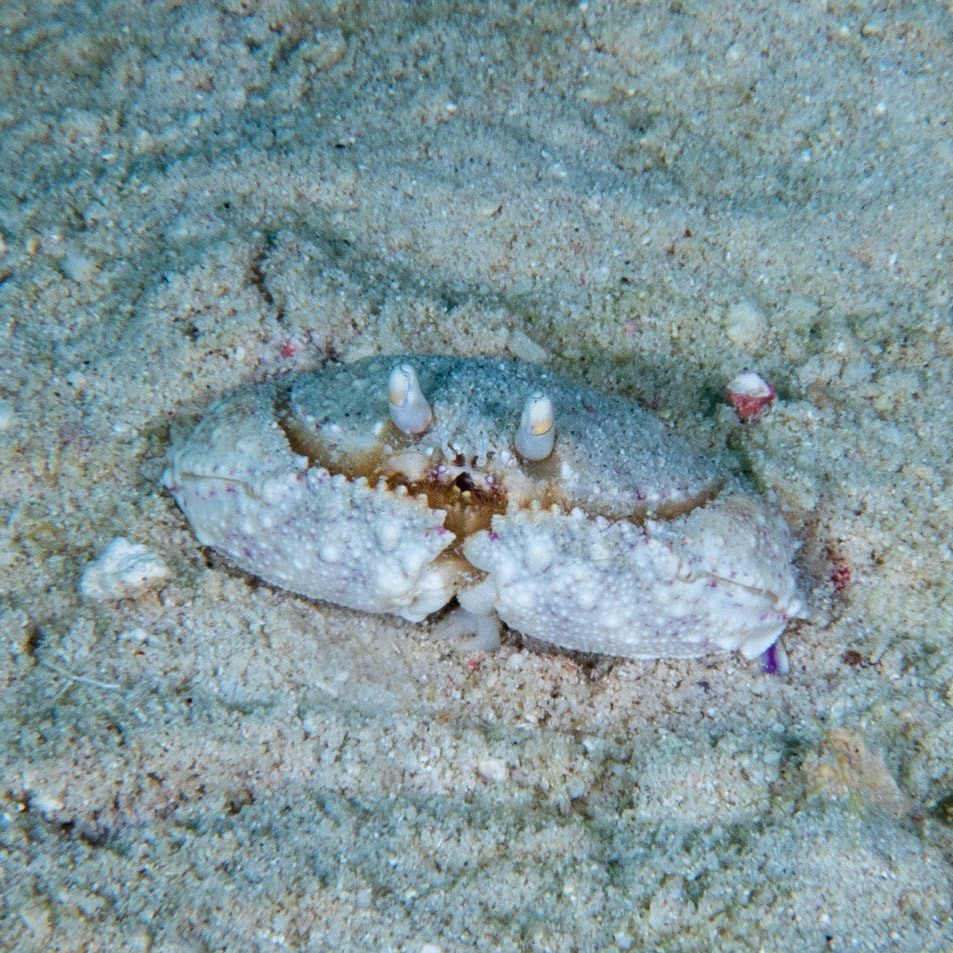 Caribbean box crab