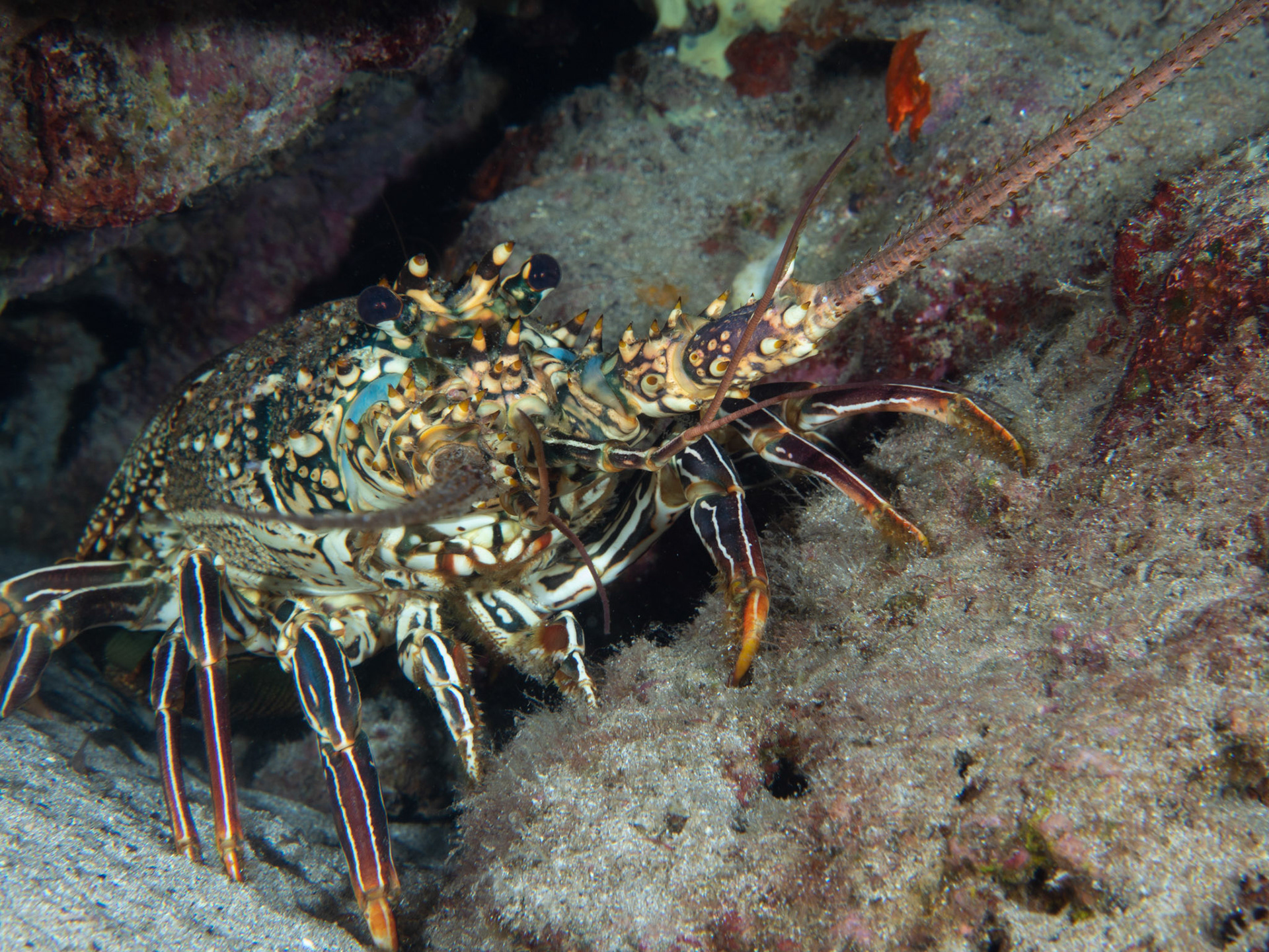 Spiny lobster