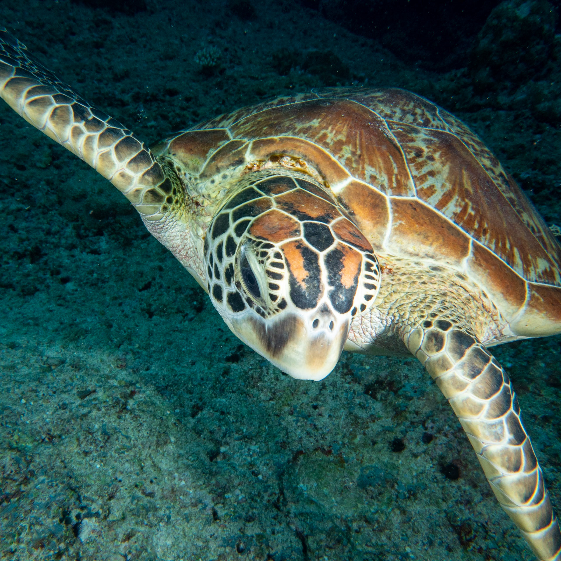 Green sea turtle