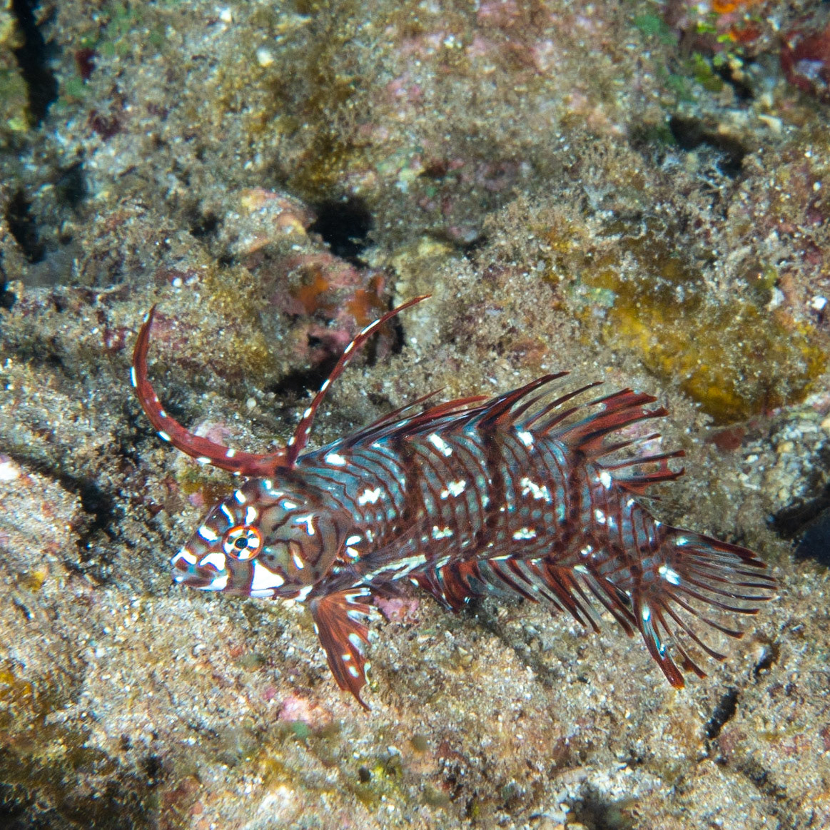 juvenile dragon wrasse
