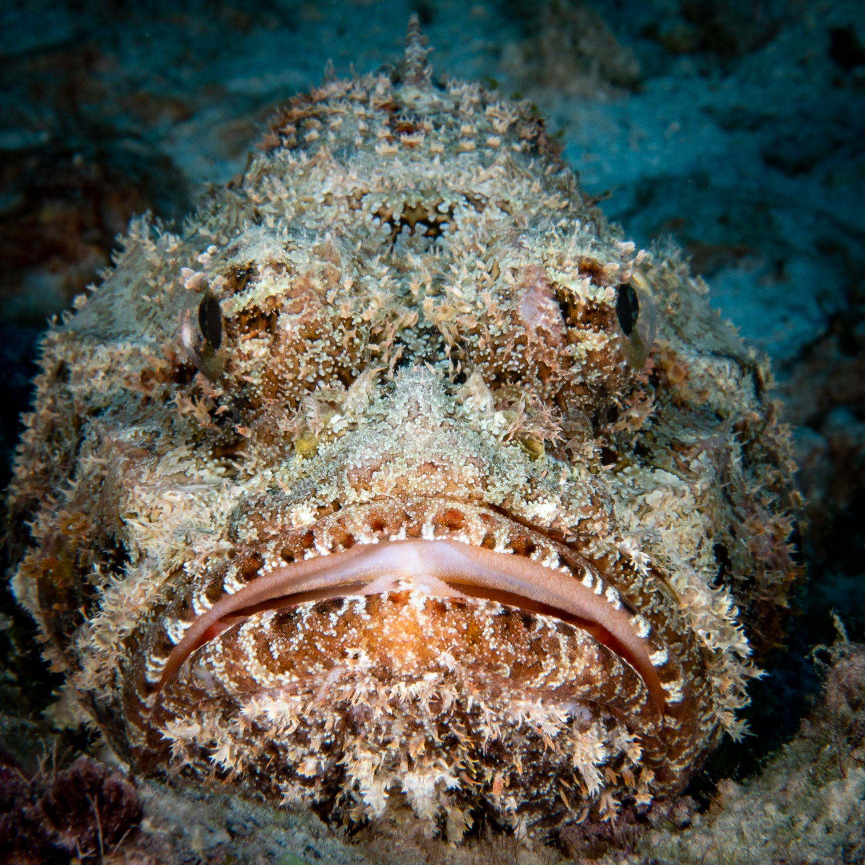 Scorpion fish