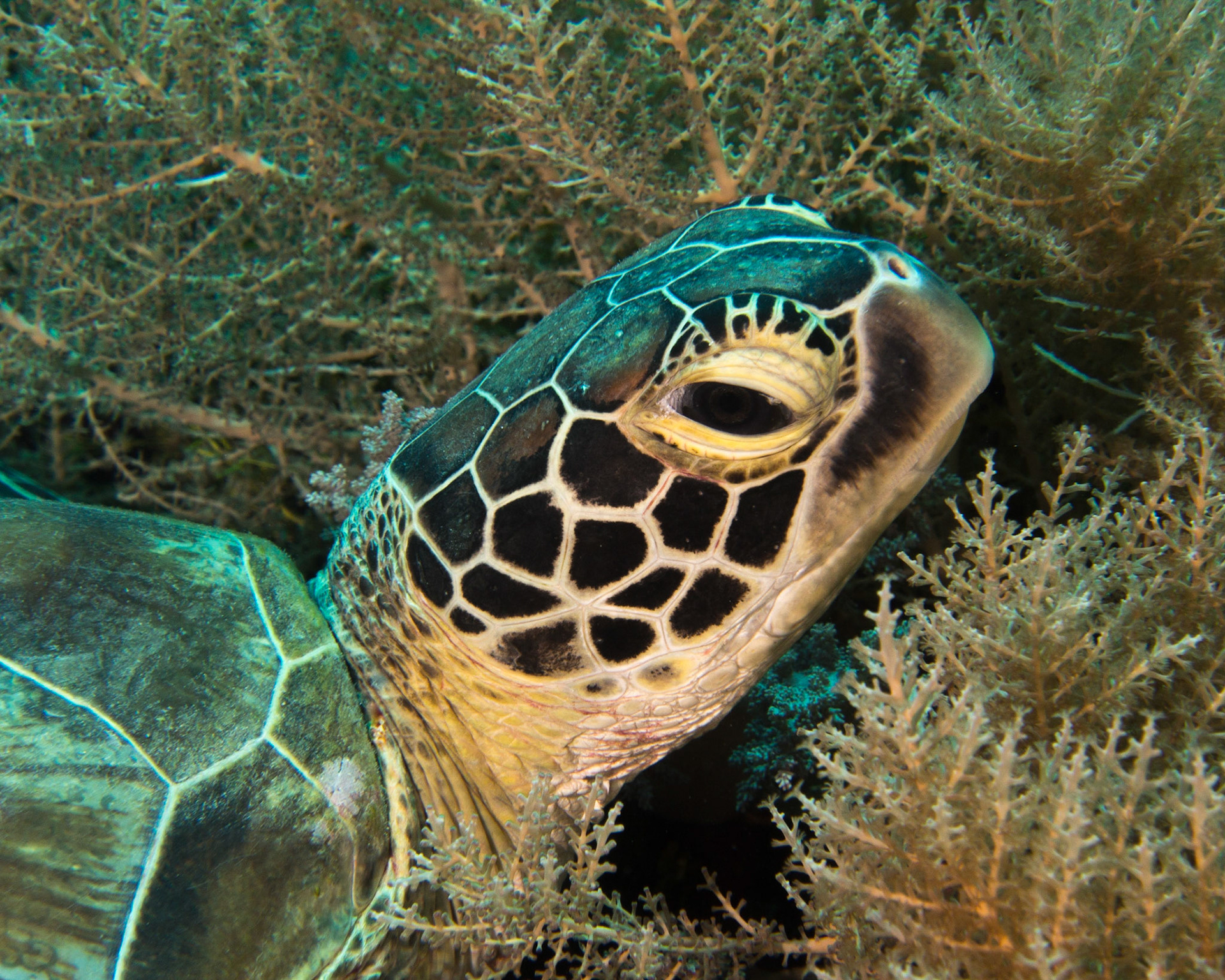 Green sea turtle