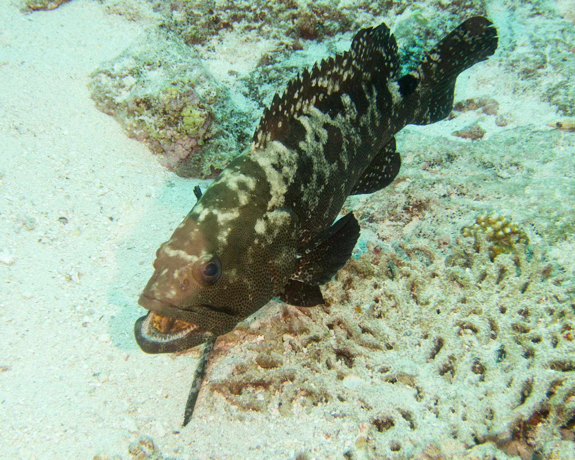 Grouper