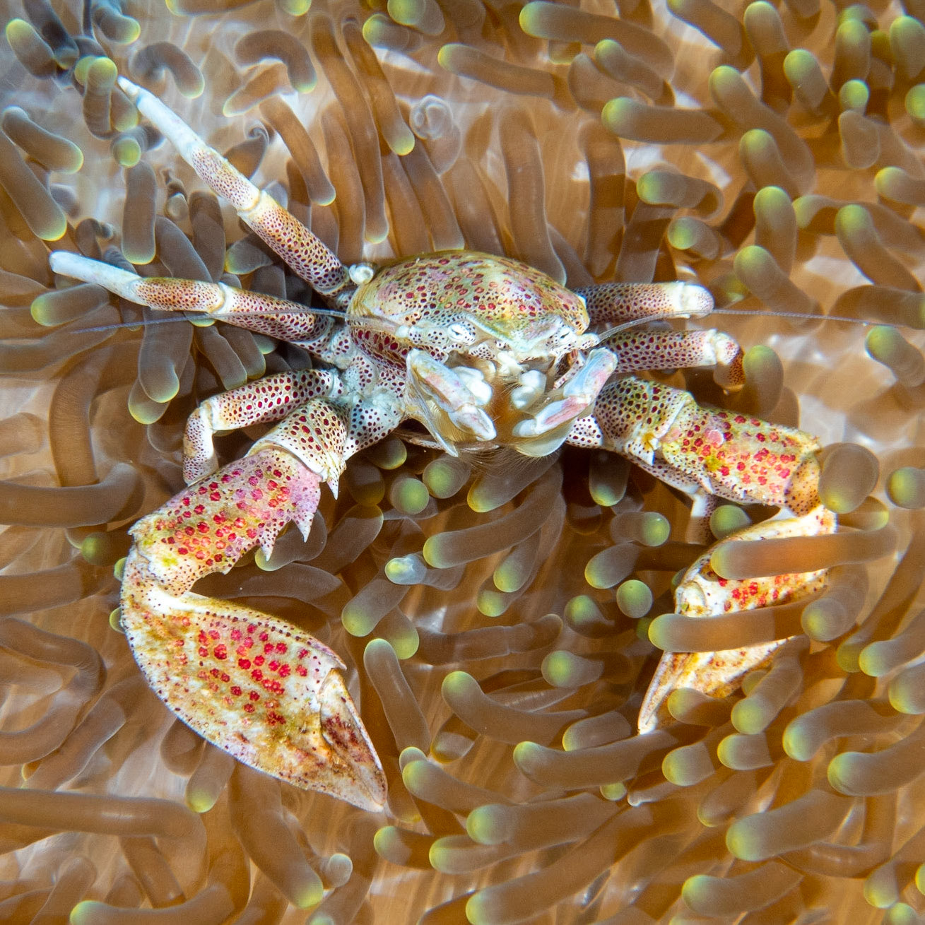 Spotted porcelain crab