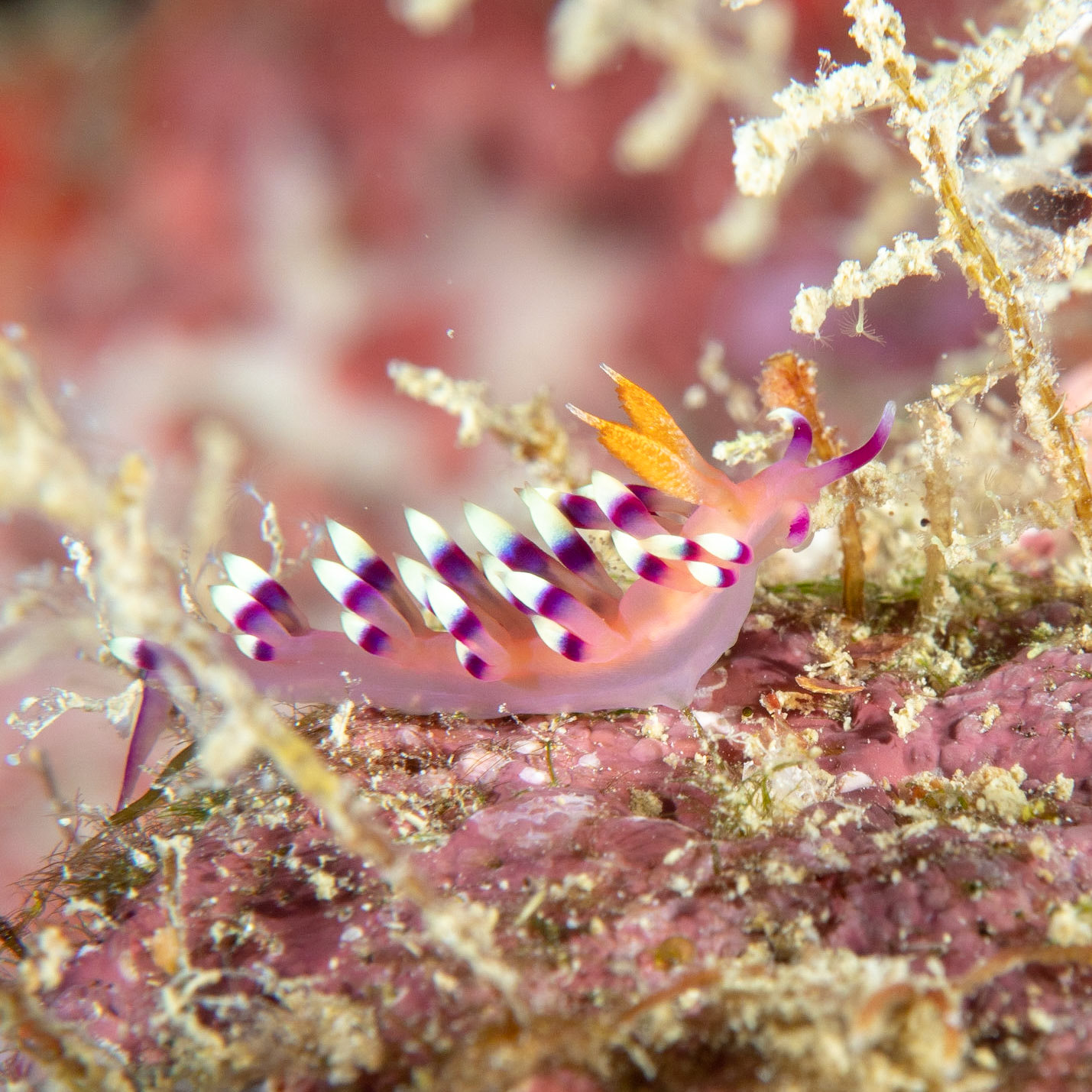 Flabellina