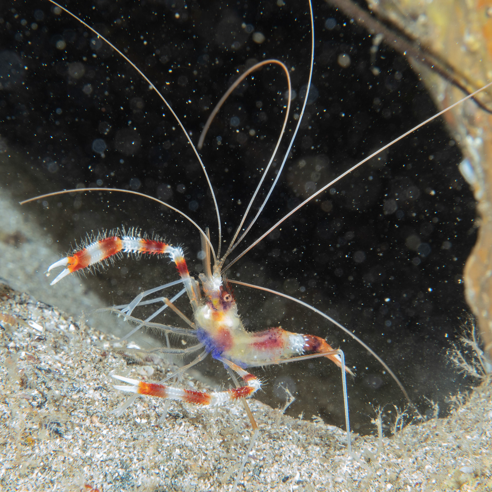 Banded coral shrimp