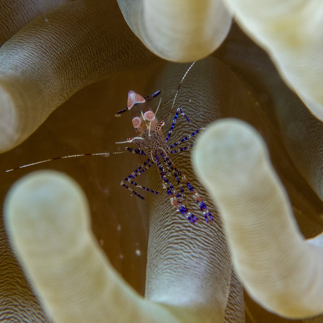 Spotted cleaner shrimp