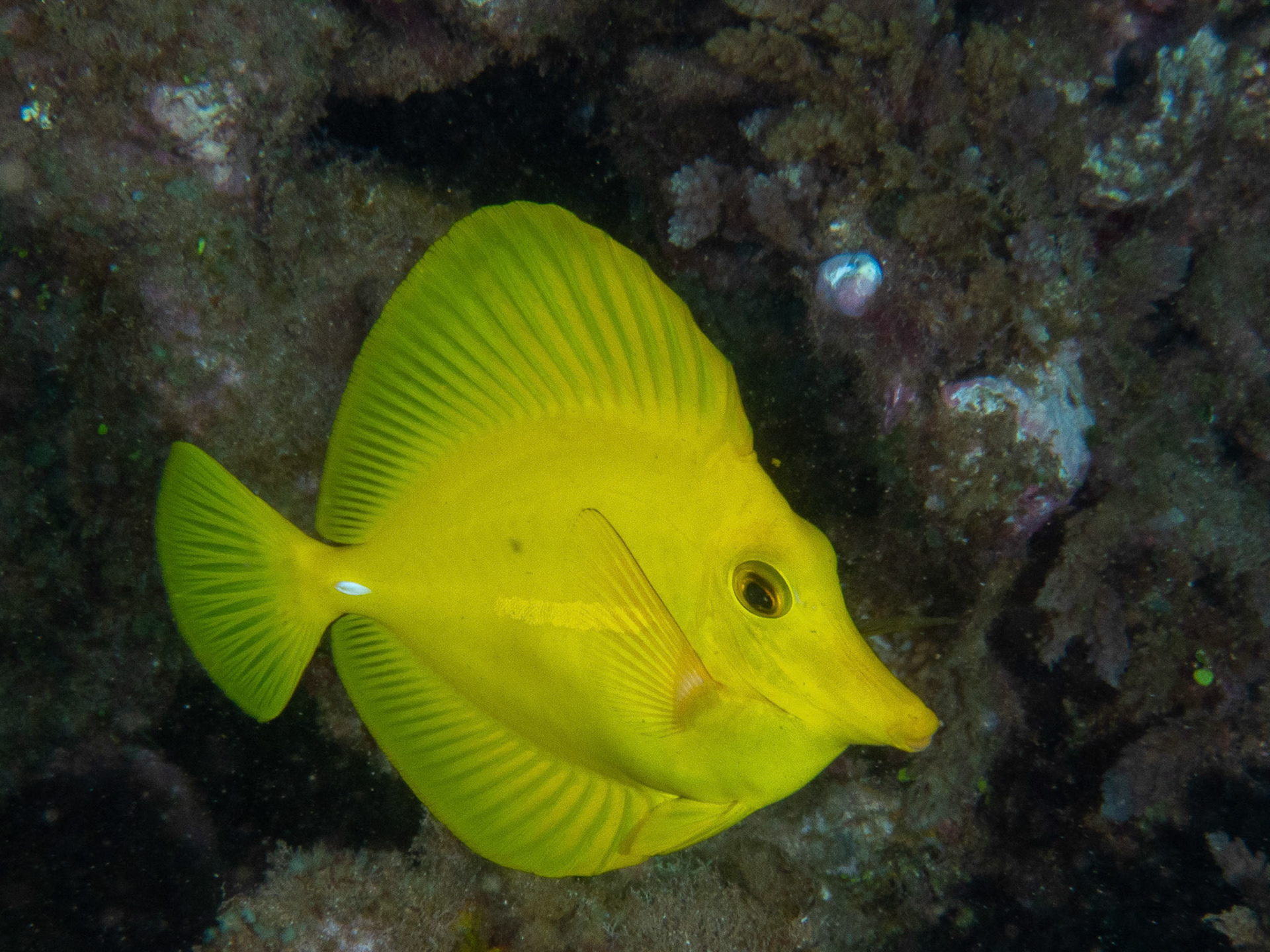 Yellow tang
