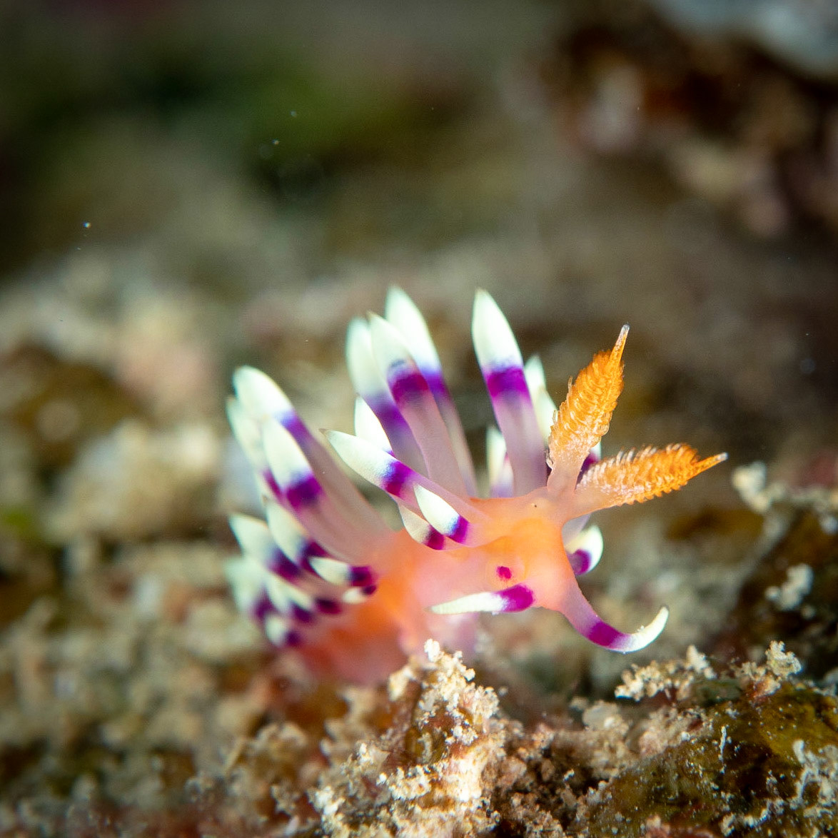 Flabellina