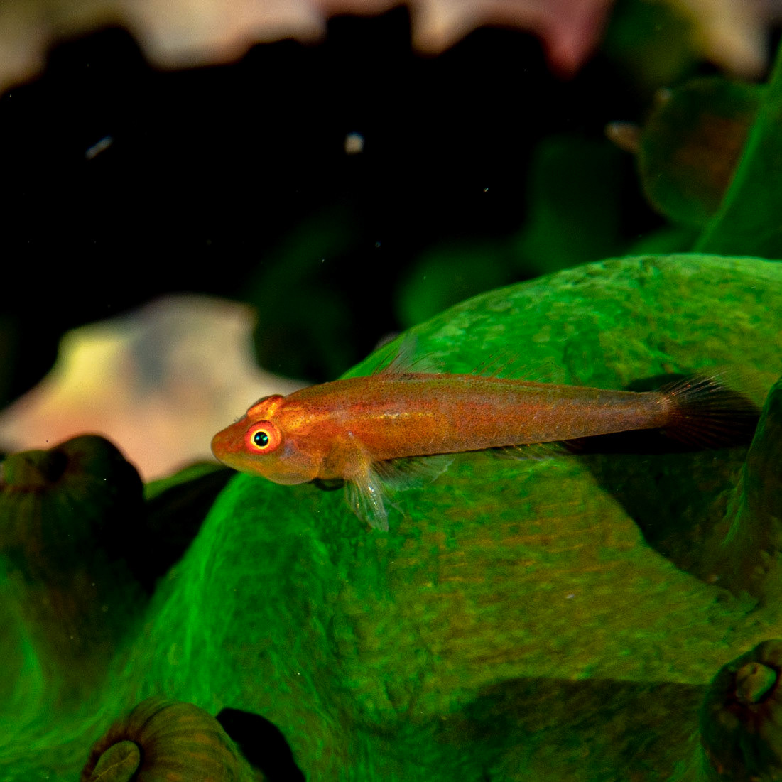 Coral goby
