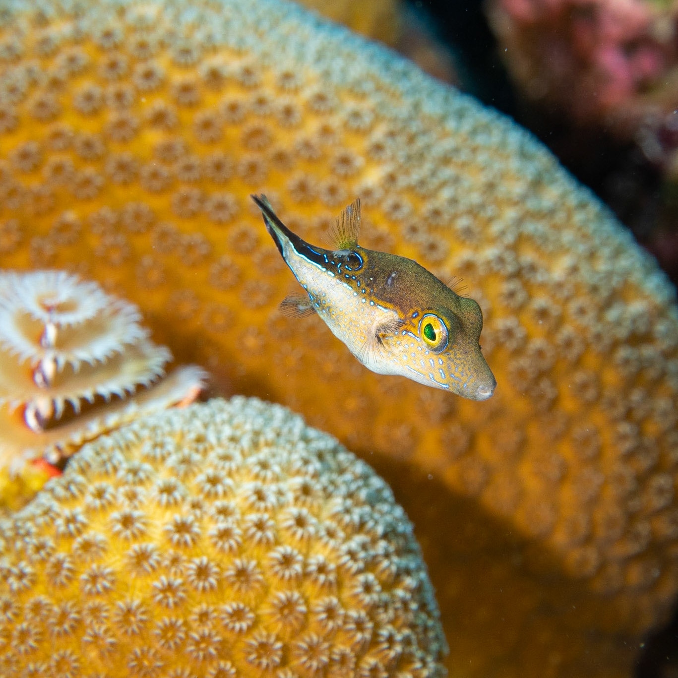Sharpnose puffer fish