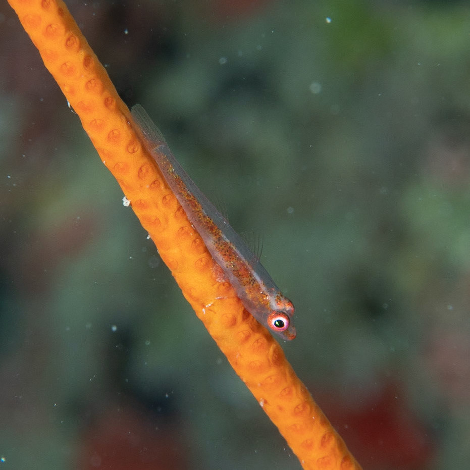 Coral goby