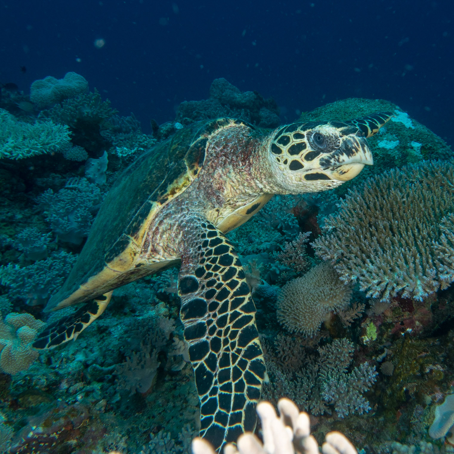 Hawksbill sea turtle