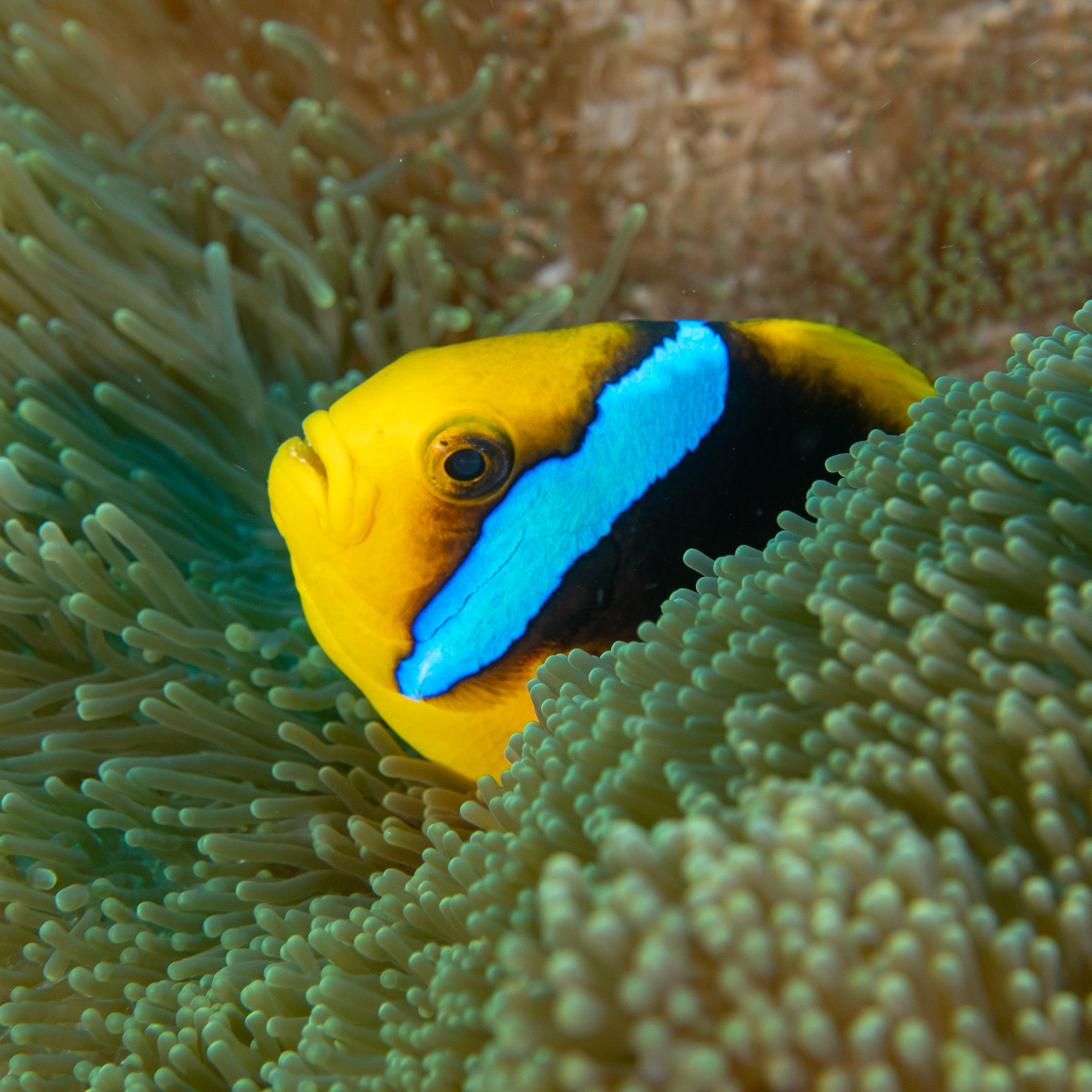 Anemone fish
