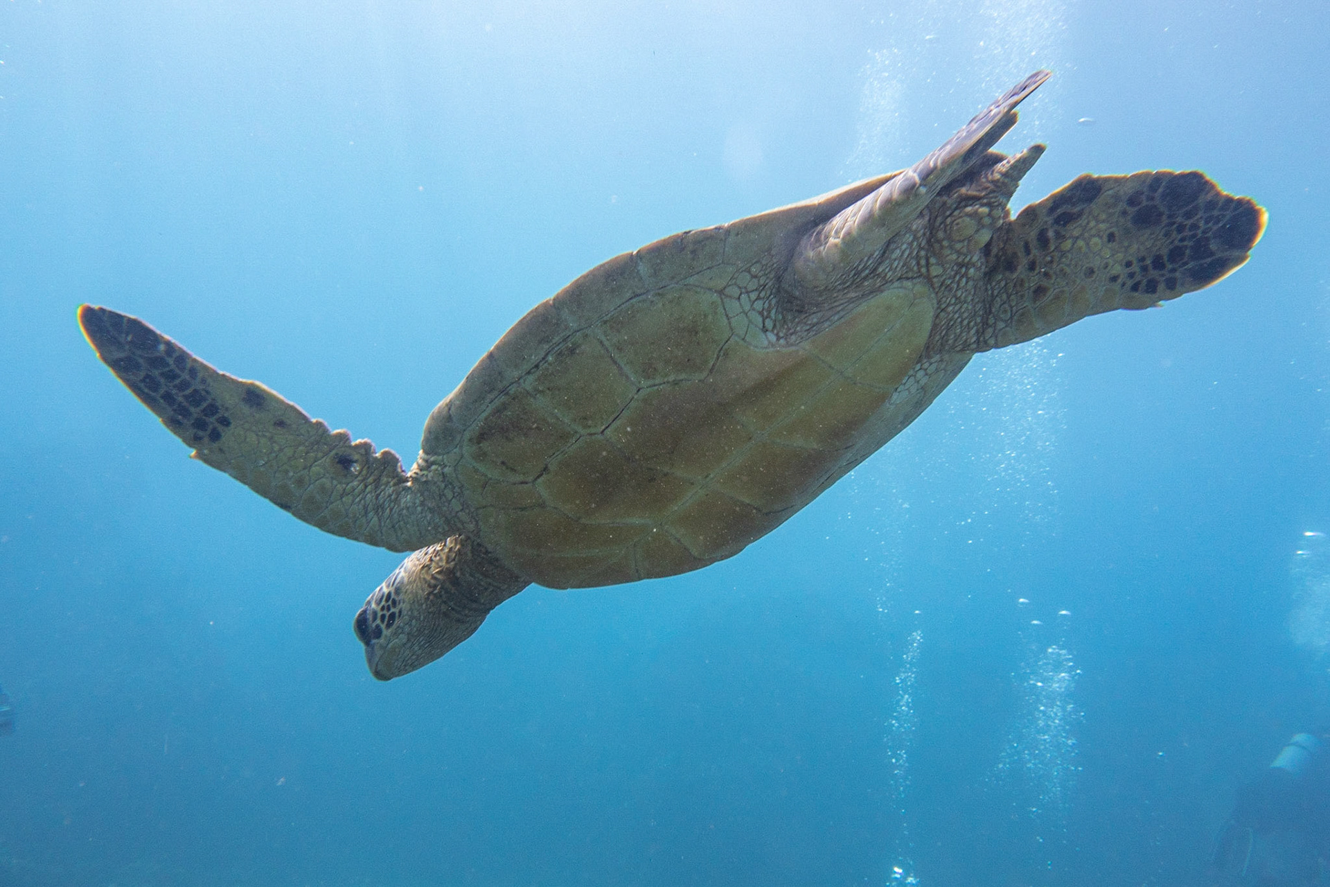 green sea turtle