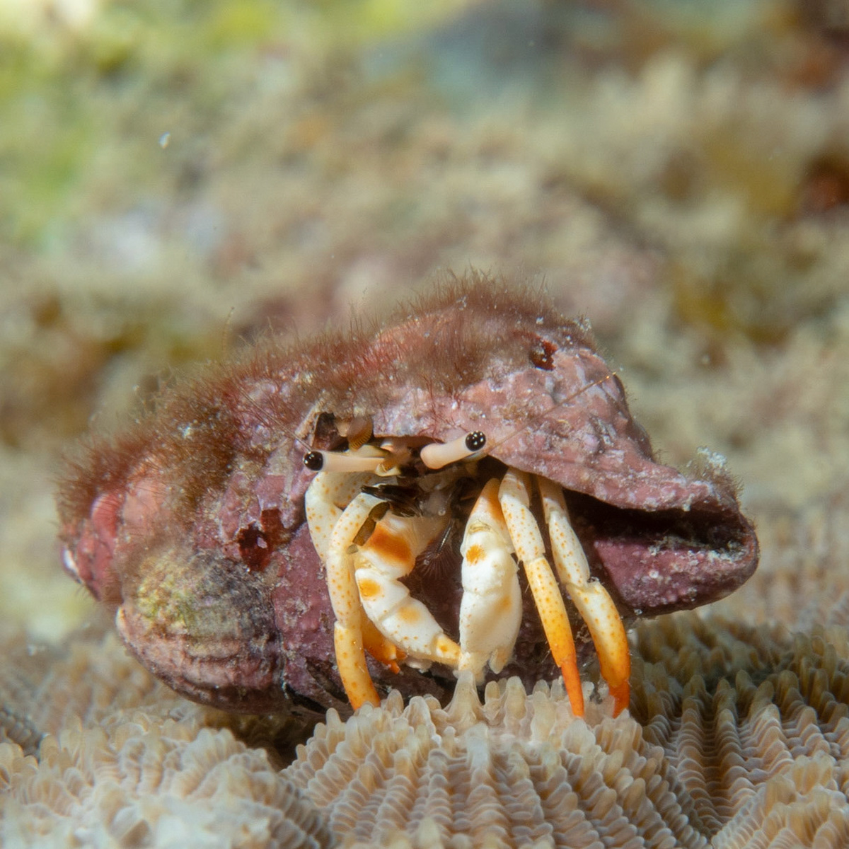 Hermit crab