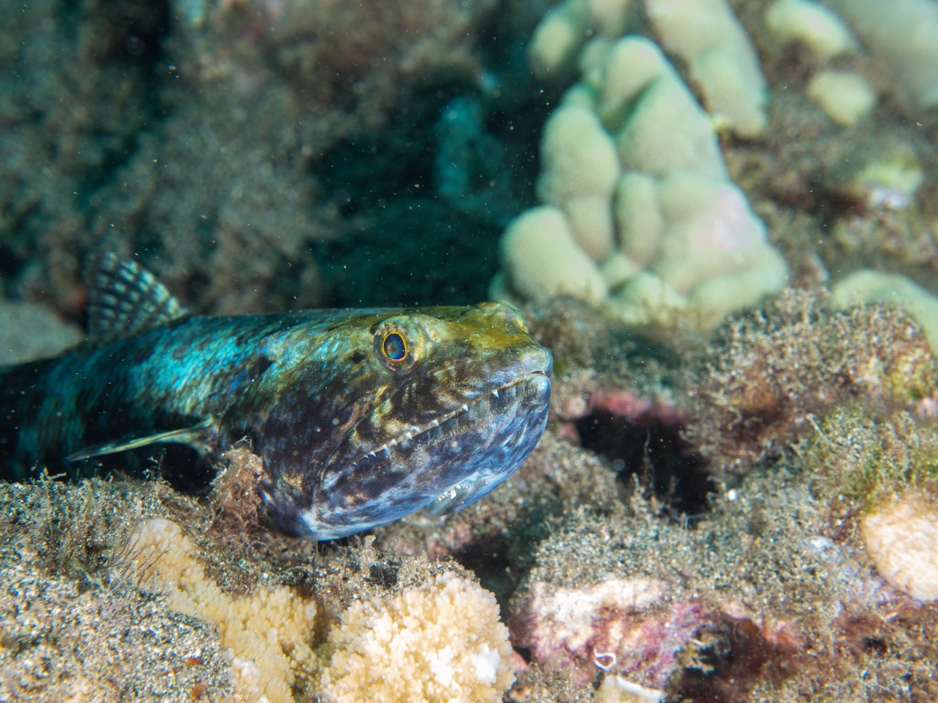 Hawaiian lizard fish