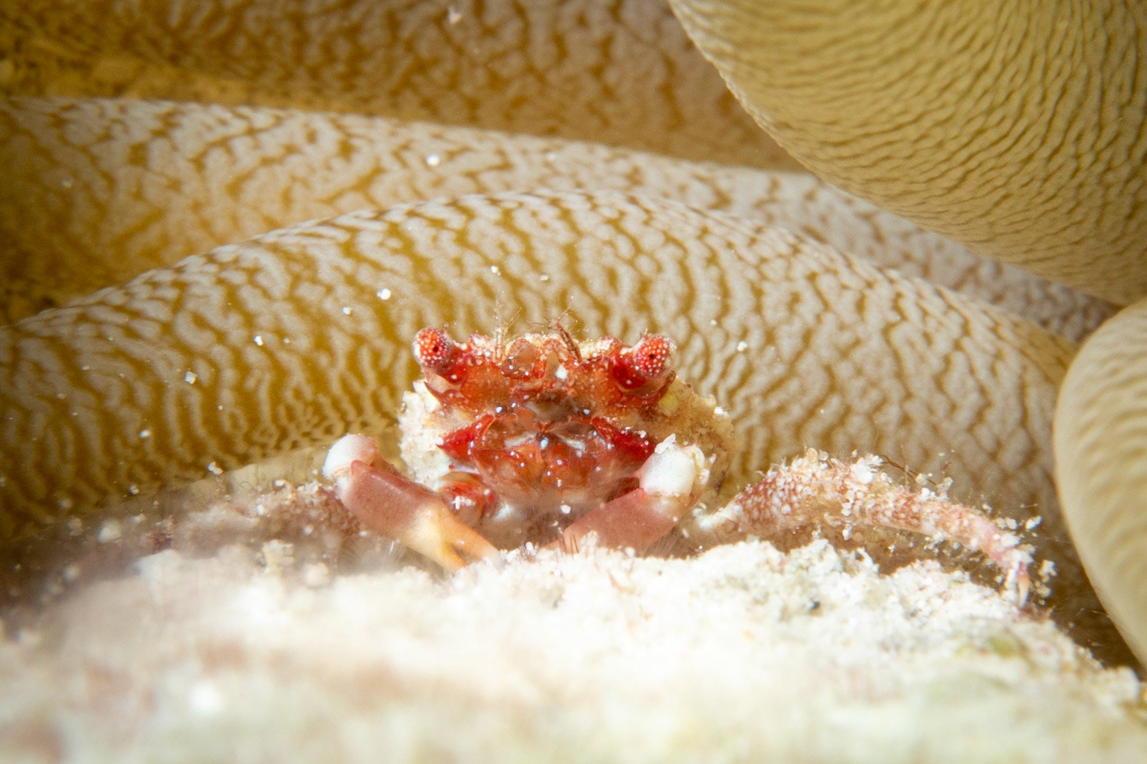 Anemone crab