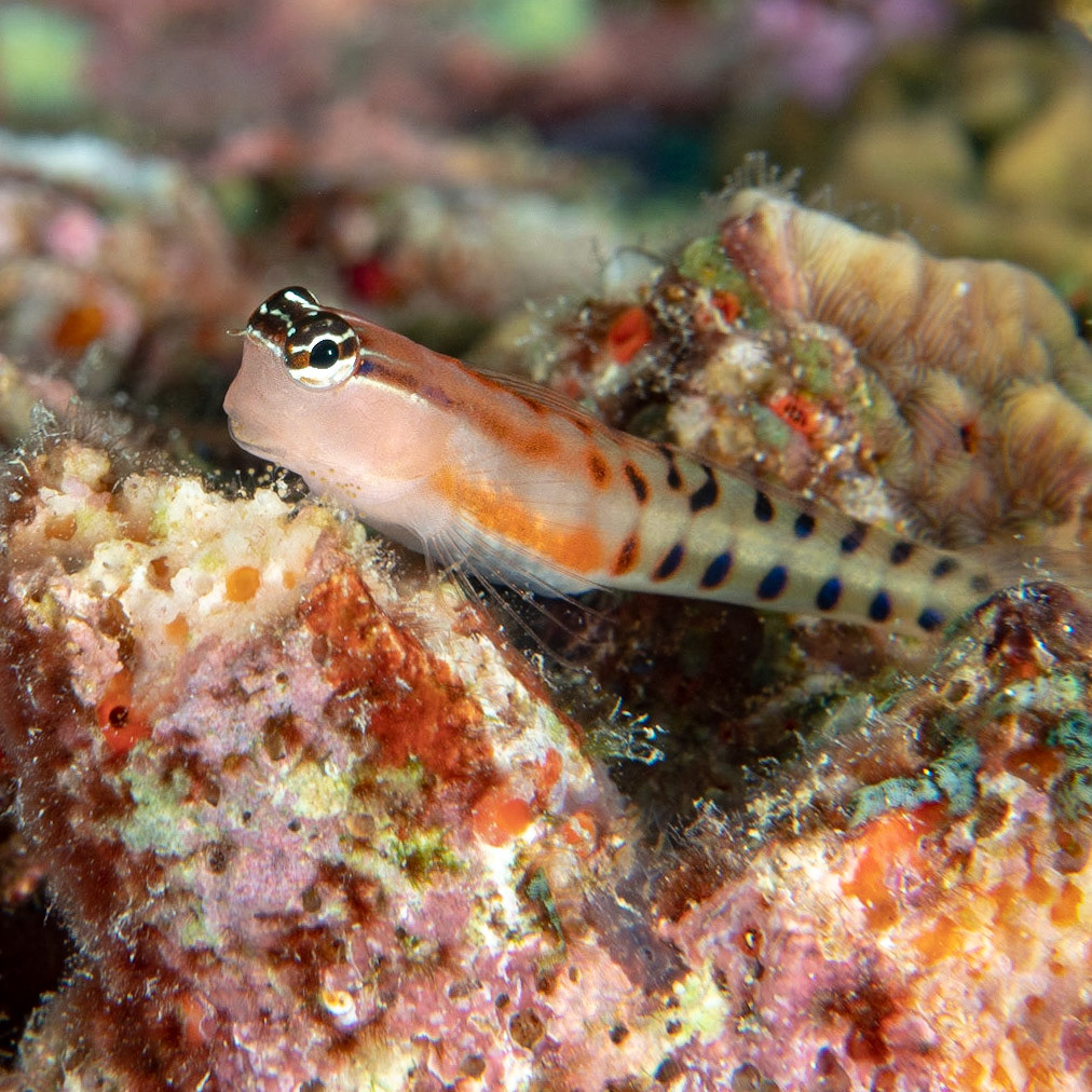 Fiji clown blenny