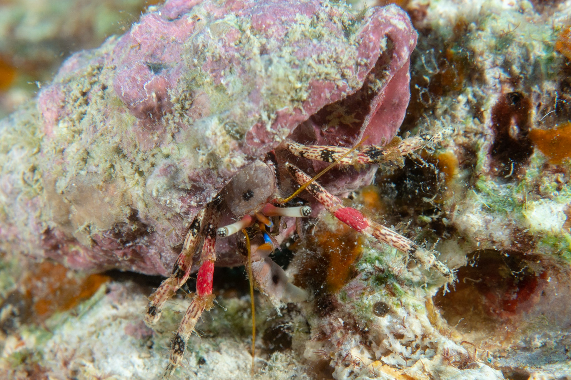 Hermit crab