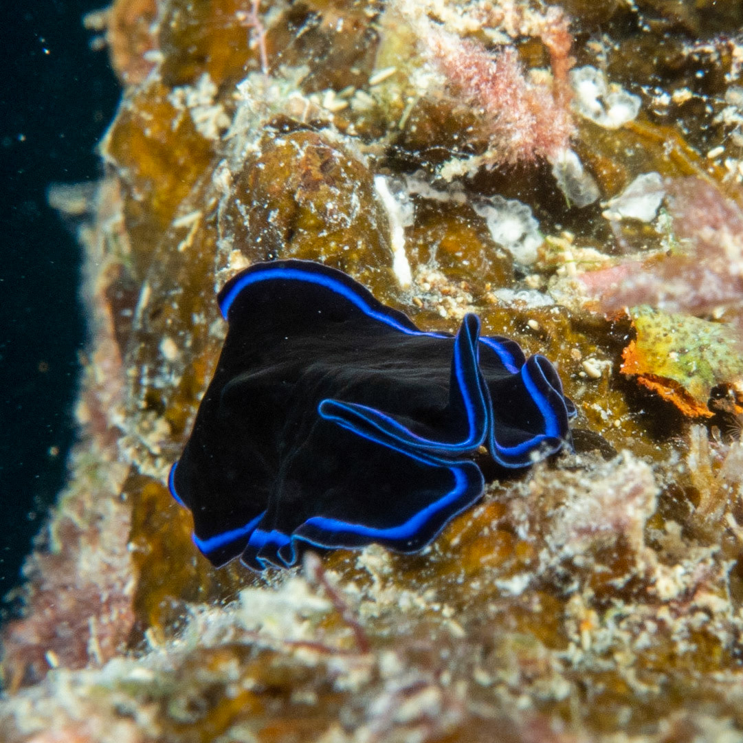 Flatworm pseudoceros sapphirinus