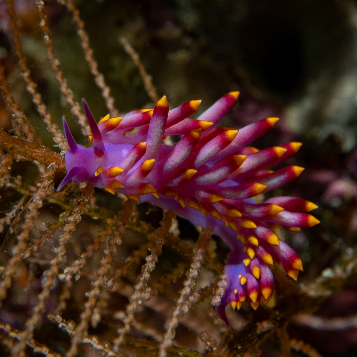 Flabellina