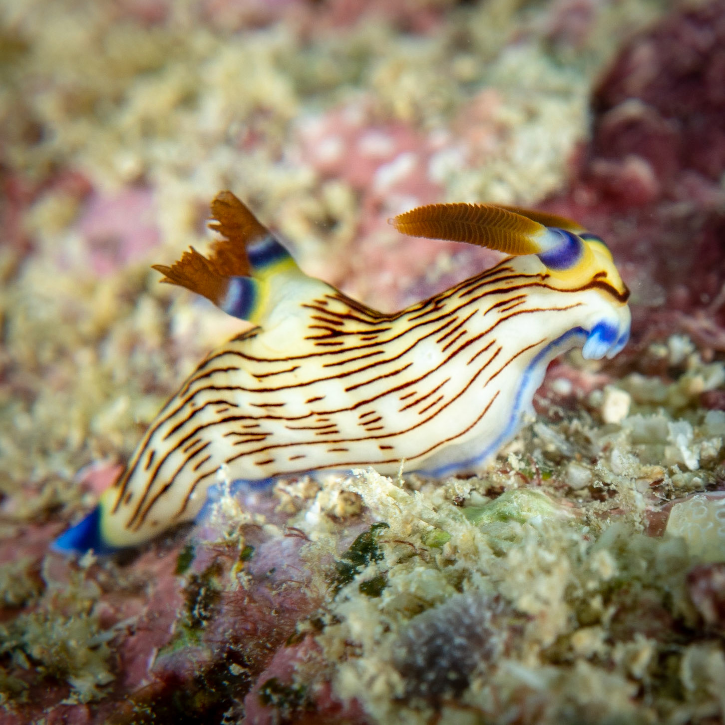 Nudibranch