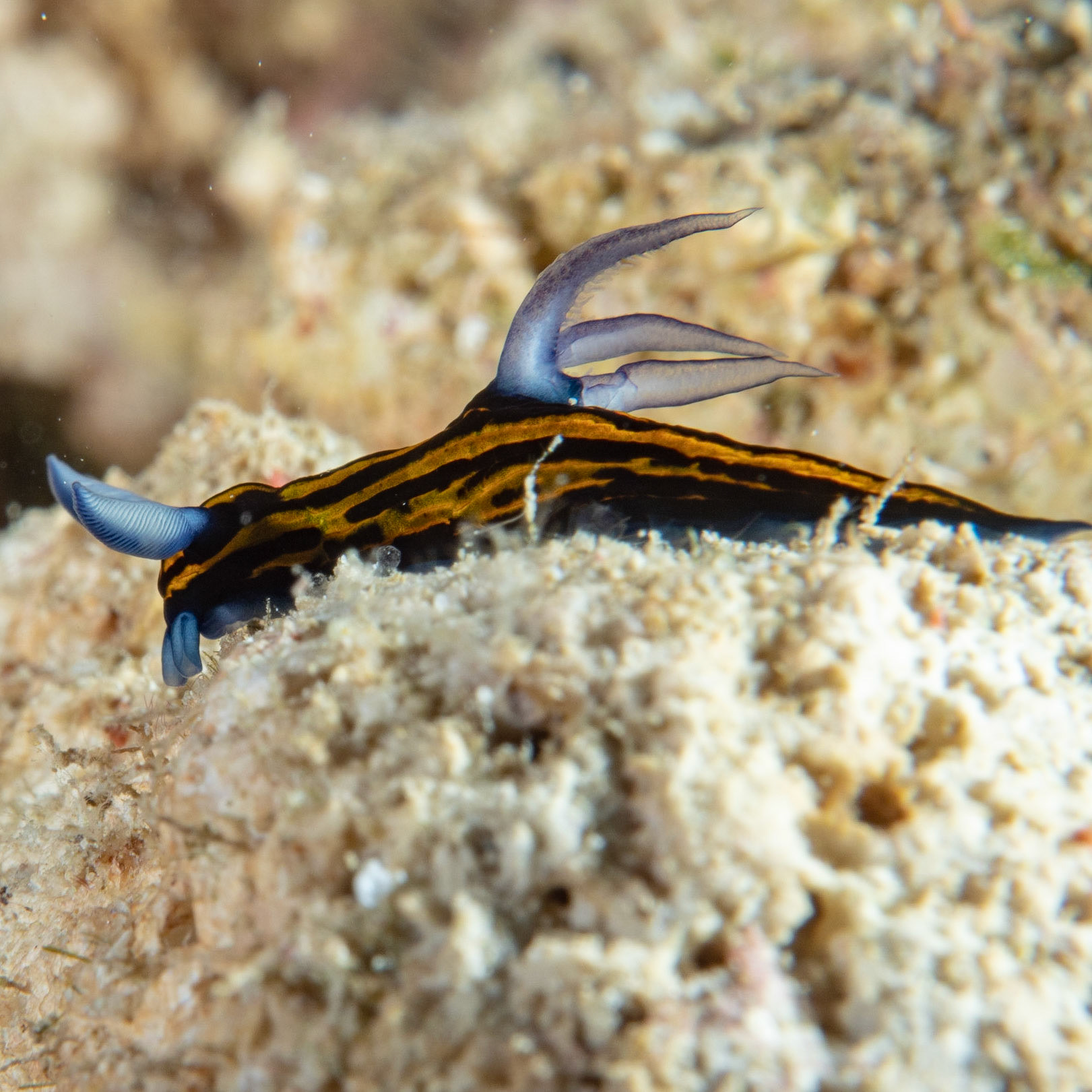 Nudibranch