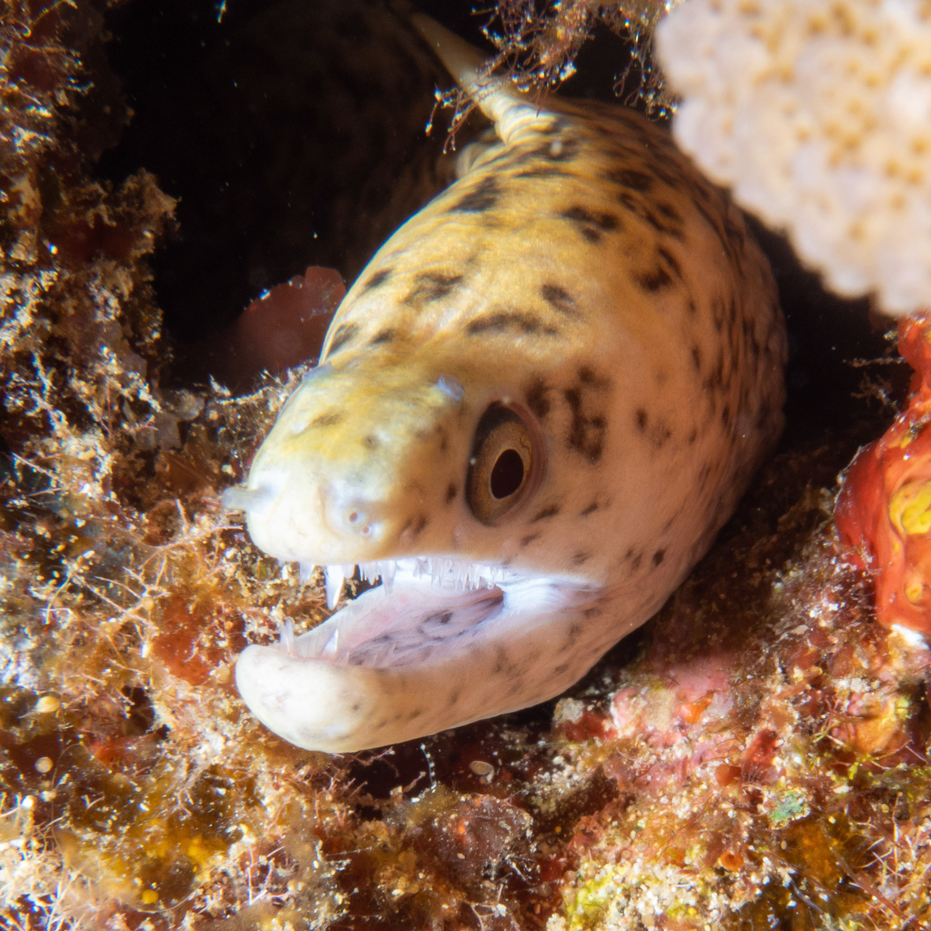 Juvenile yellow headed moray