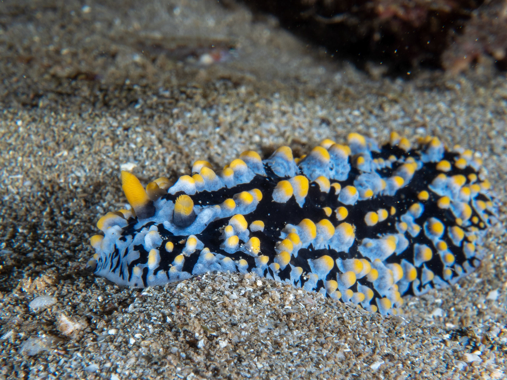 Phyllidia varicosa sea slug