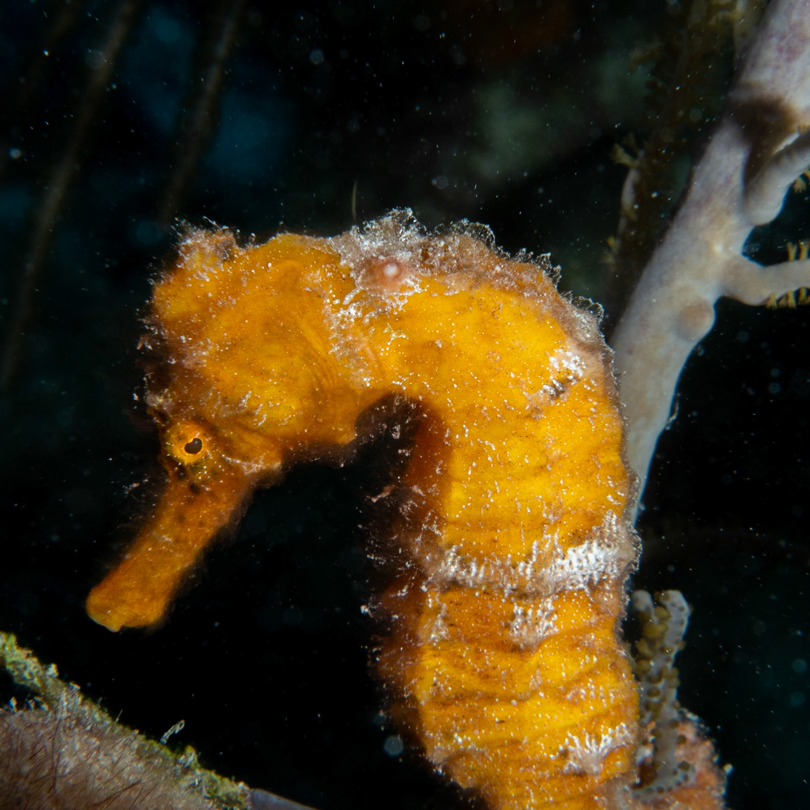 Orange sea horse