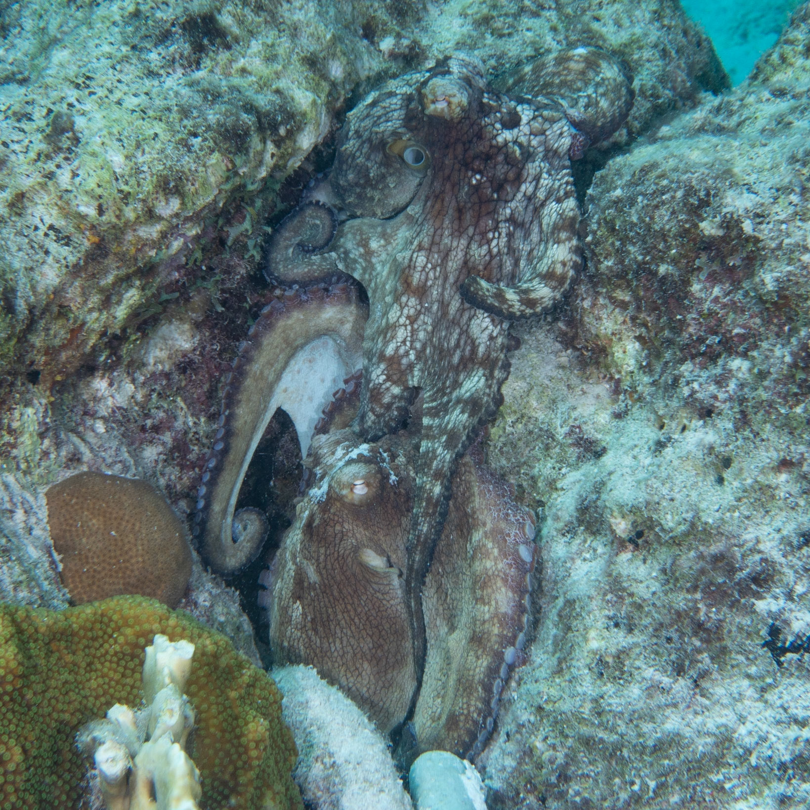 Two Atlantic reef octopus playing