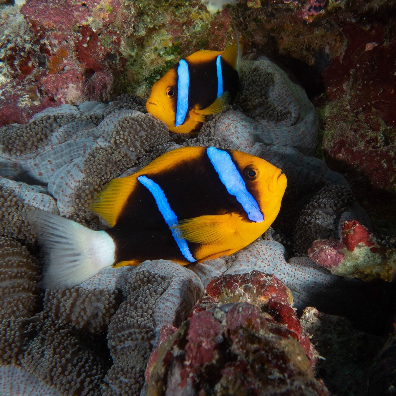 Clark anemone fish
