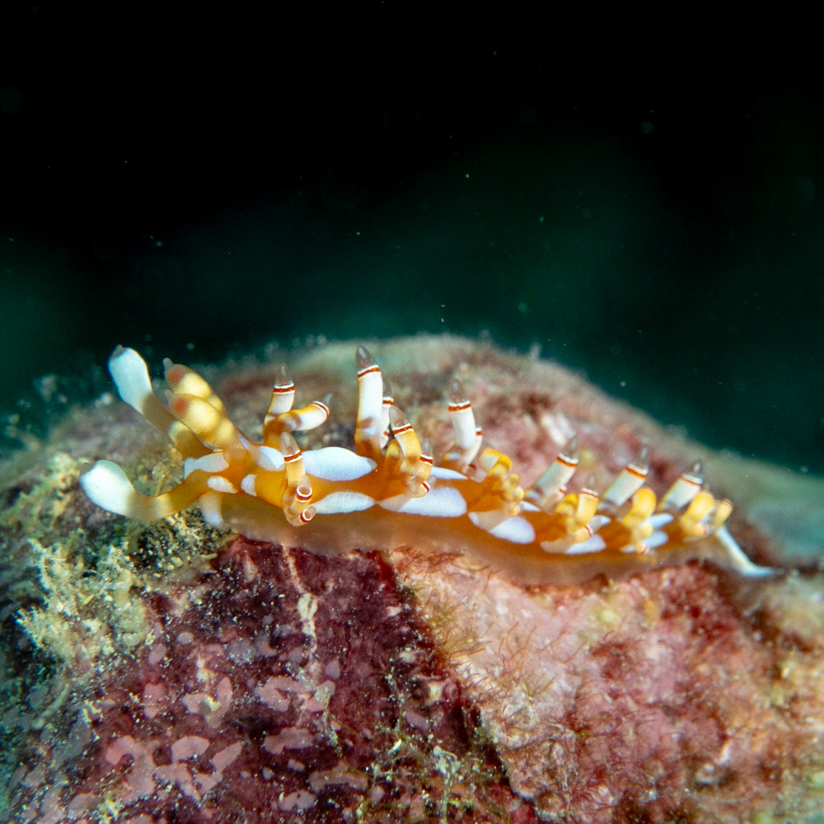 Flabellina