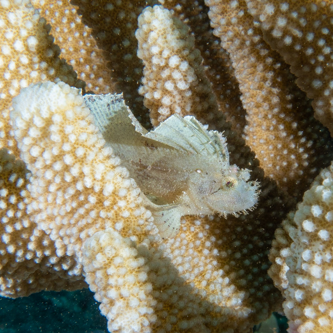 leaf scorpion fish