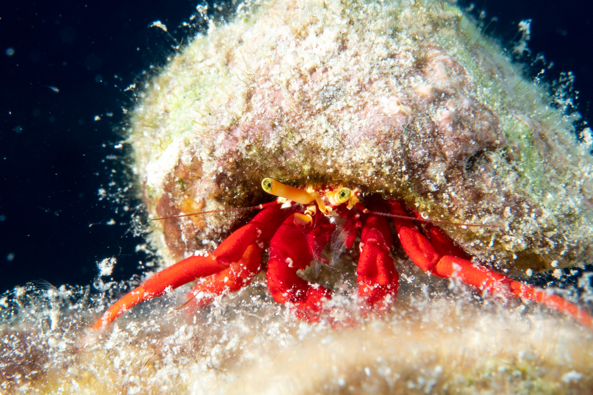 Scarlet reef hermit crab