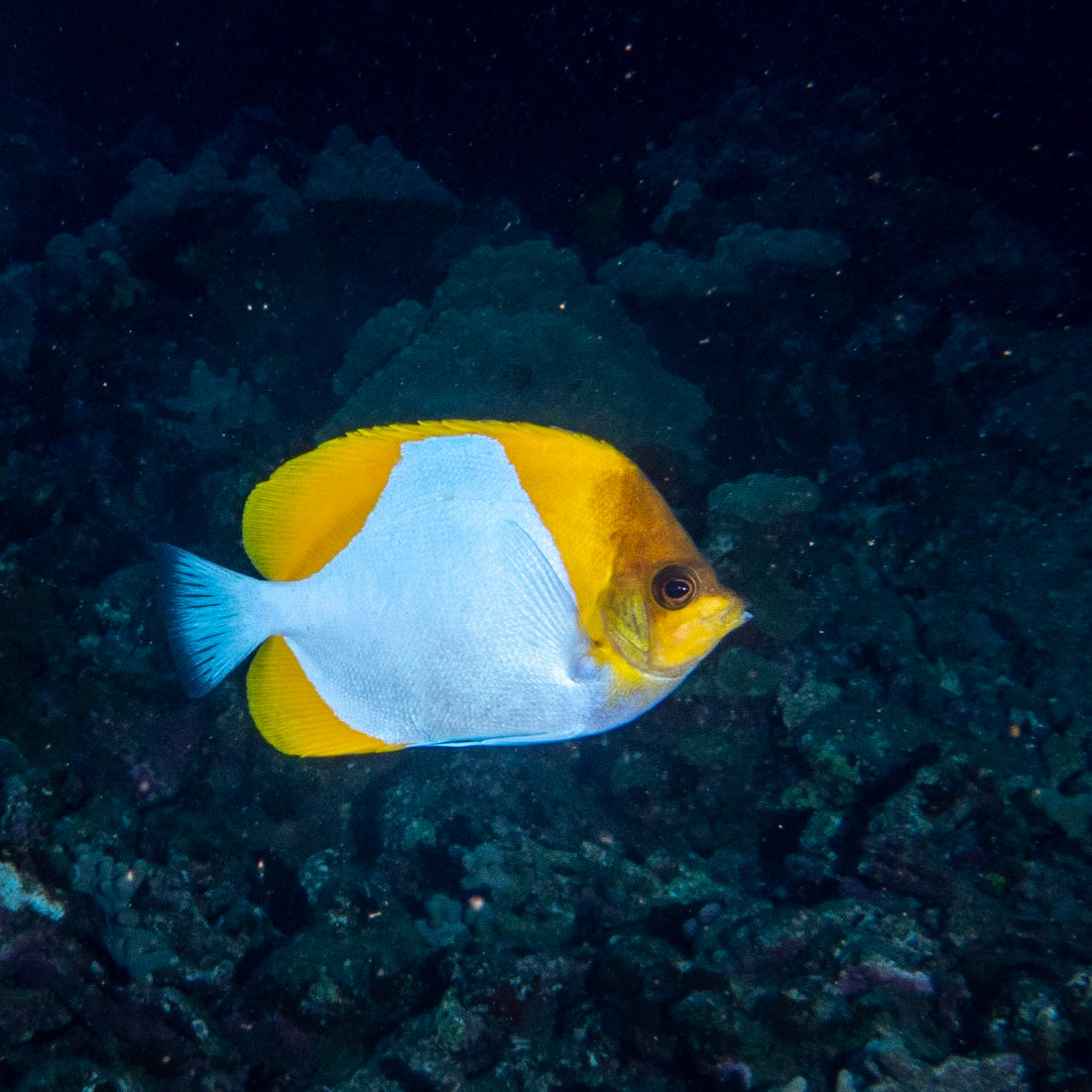 pyramid butterfly fish