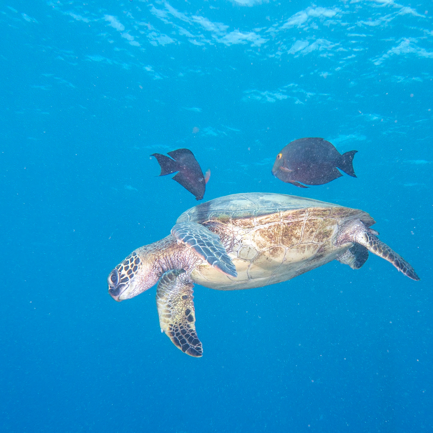 green sea turtle