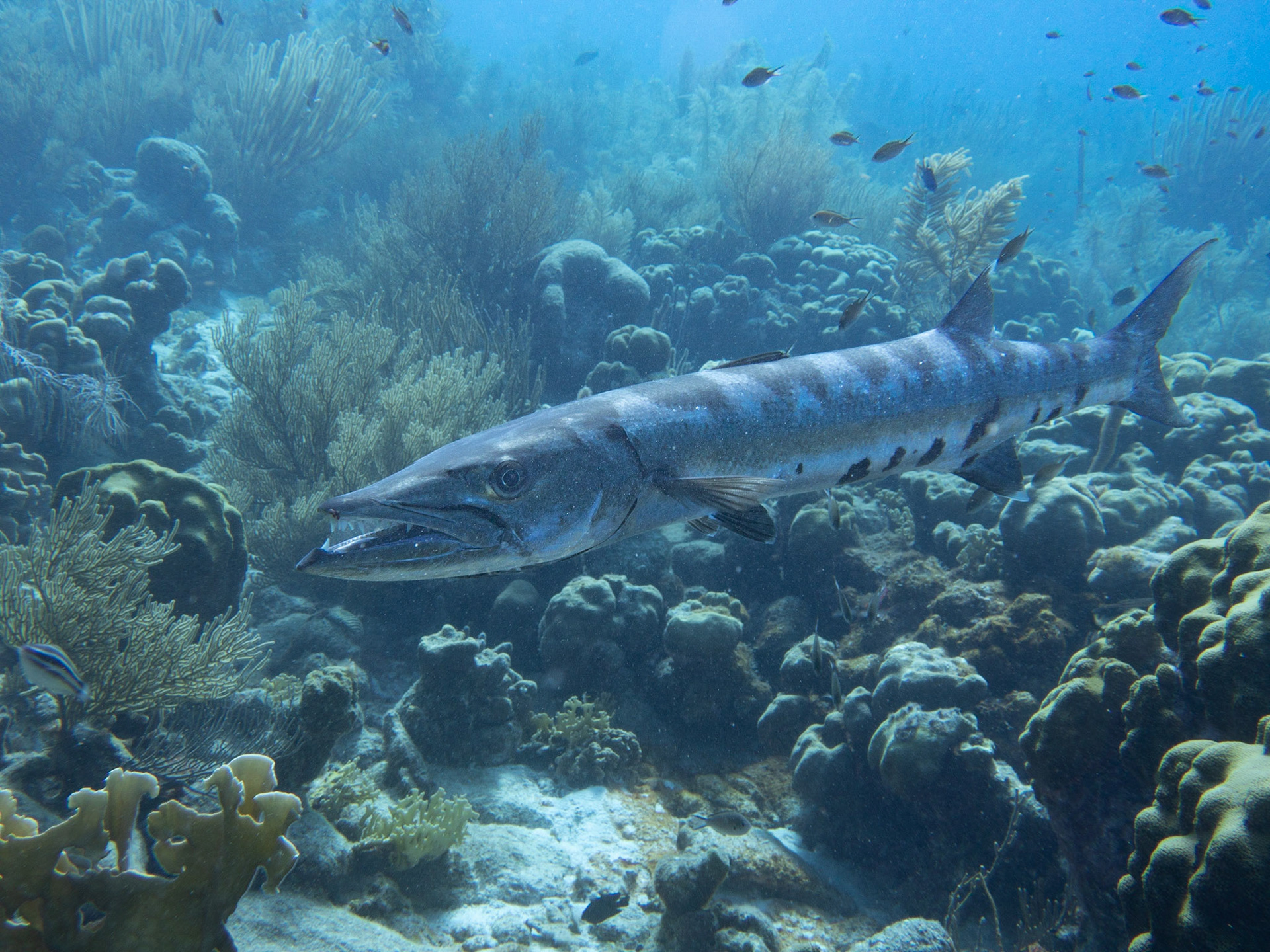 Barracuda
