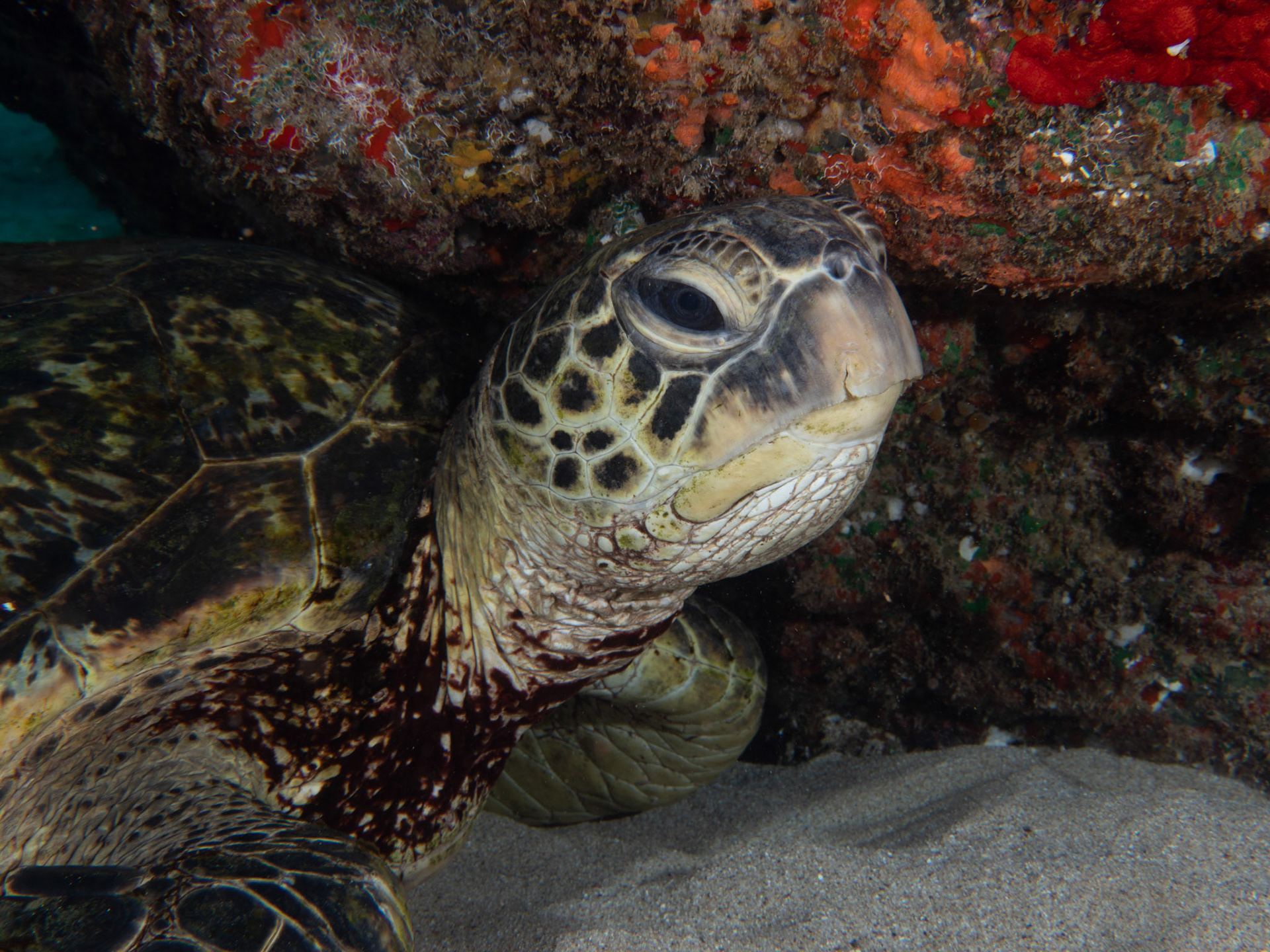 Green sea turtle