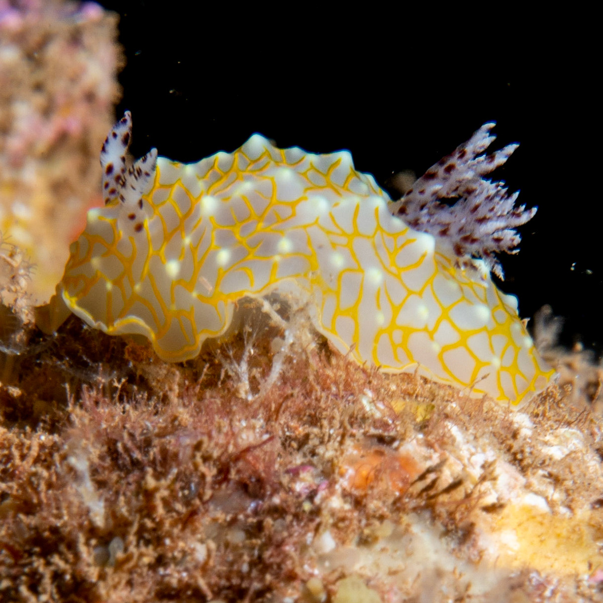 gold lace nudibranch