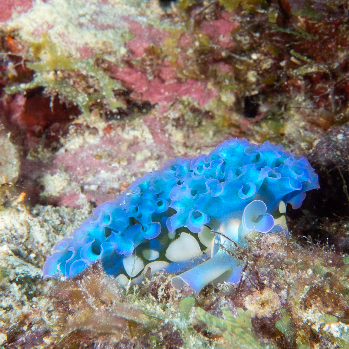 Blue lettuce sea slug